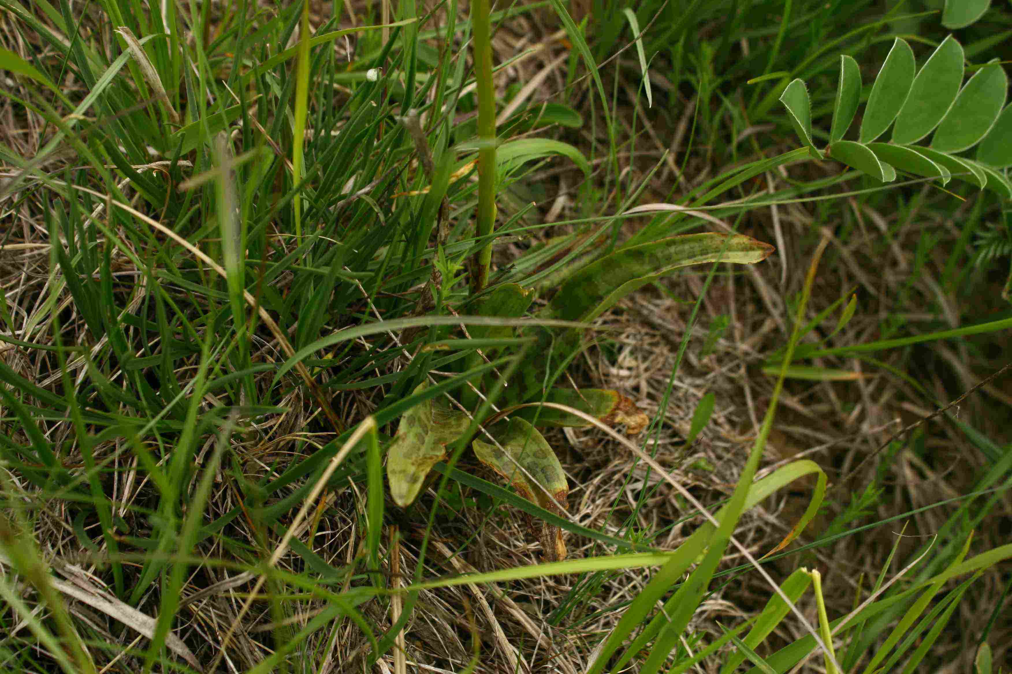 Orchis provincialis